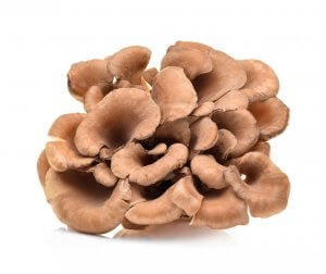 Maitake Mushroom  Extract