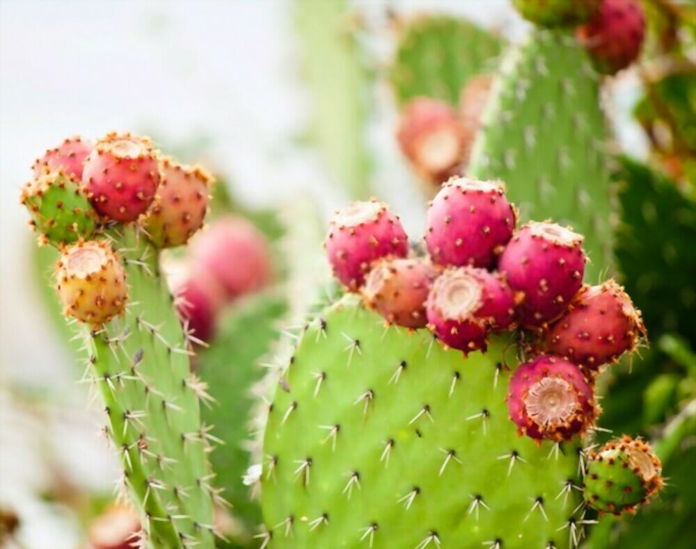  Prickly pear cactus 